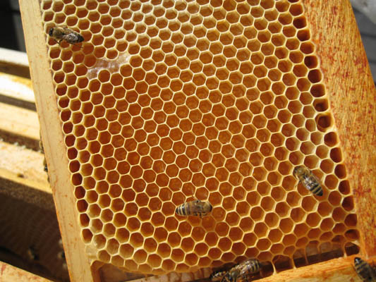 HoneyHarvest03.jpg