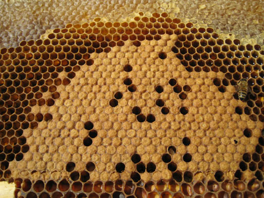 HoneyHarvest29.jpg