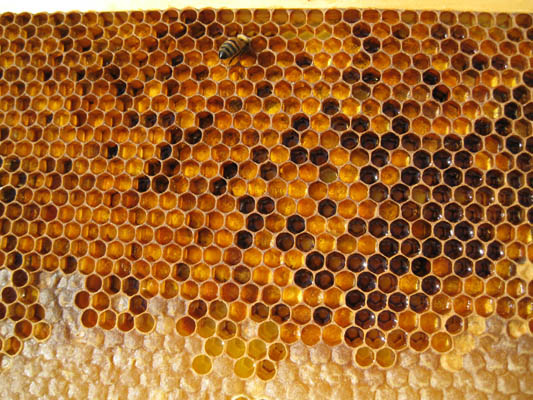 HoneyHarvest30.jpg