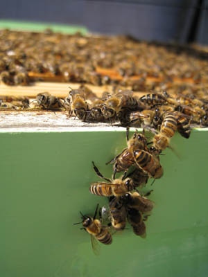 HoneyHarvest35.jpg