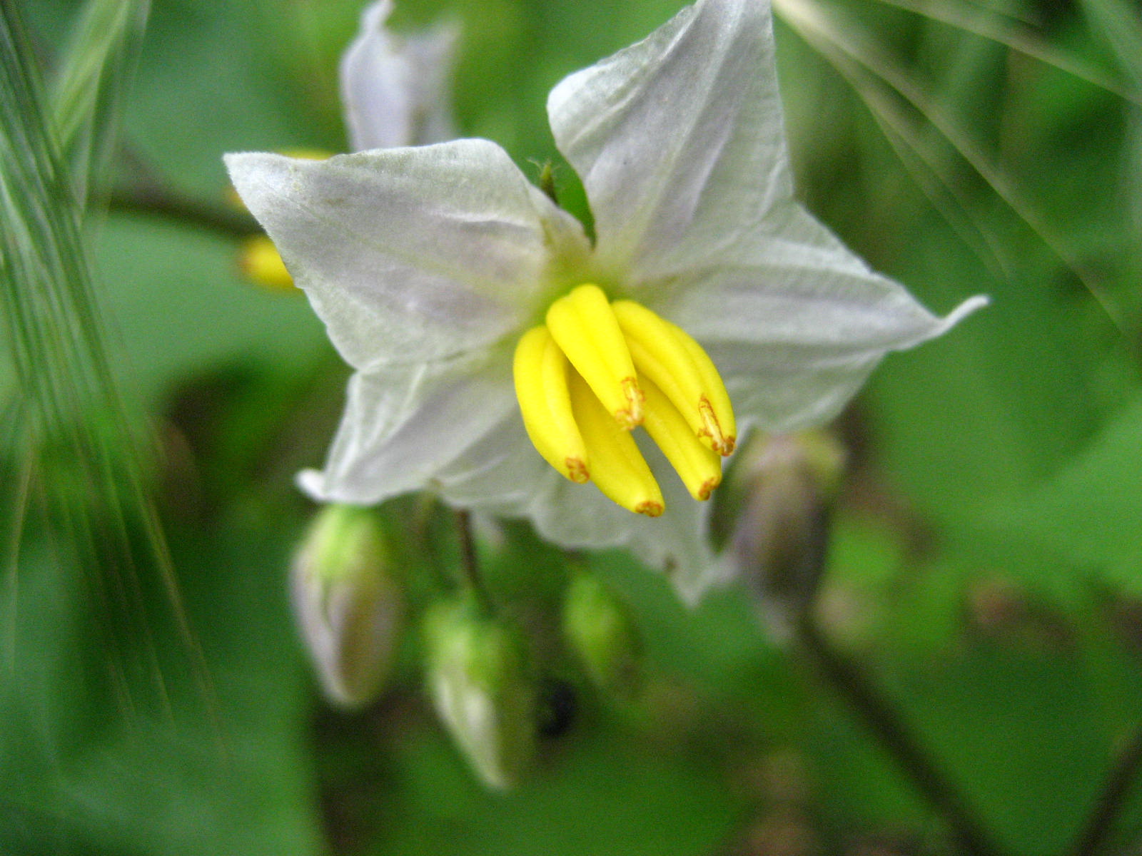 Horse Nettle