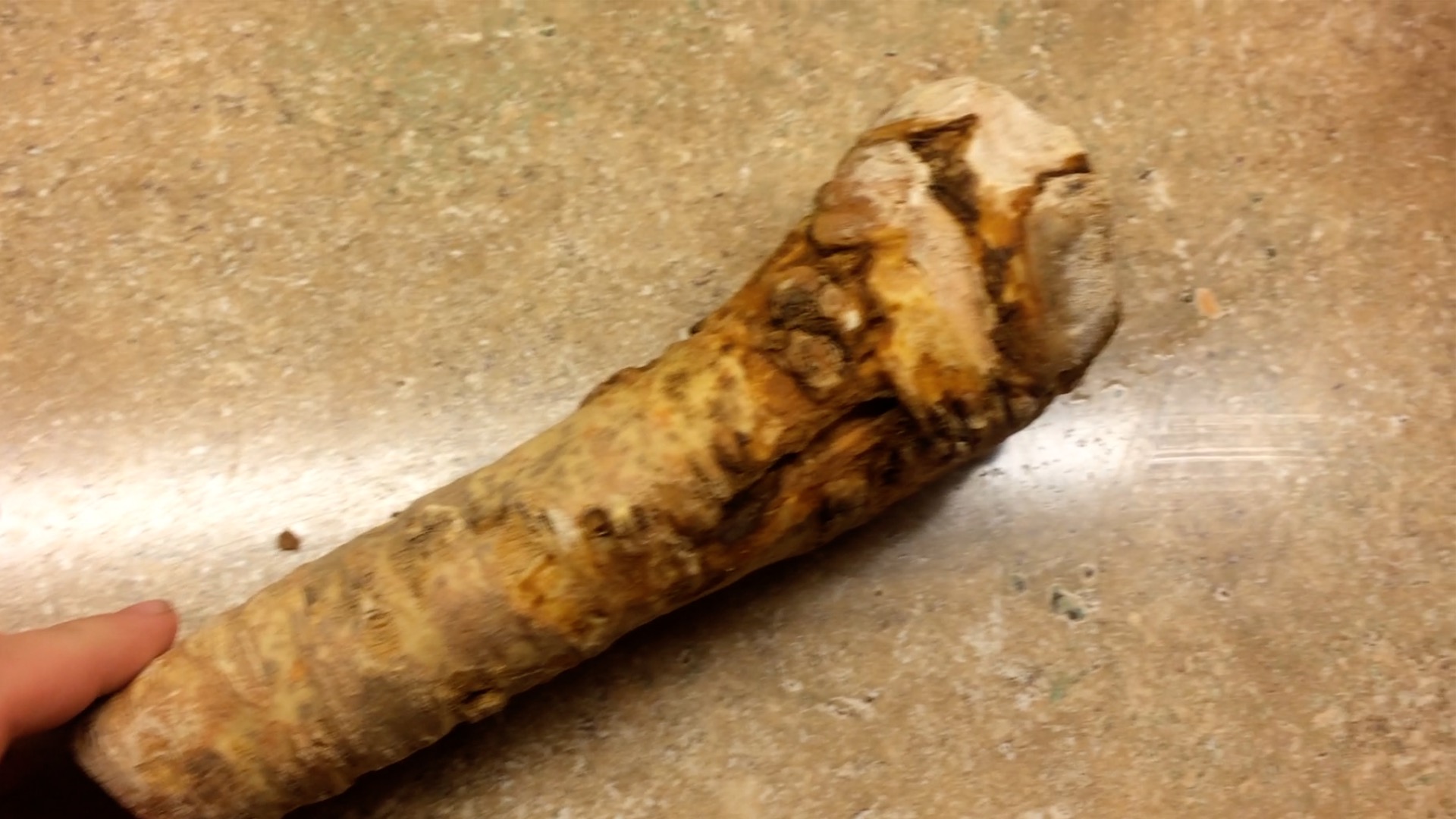 Horseradish Step2b.jpg