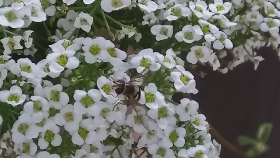 Hoverfly on Lobularia maritima