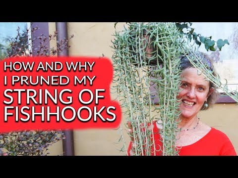 How &amp;amp; Why I Pruned My Trailing Fishhooks Senecio / Joy Us Garden