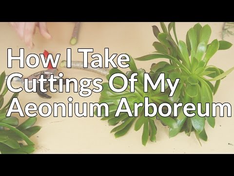 How I Take Cuttings Of My Aeonium Arboreum