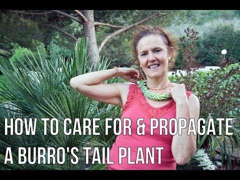 How To Care For &amp;amp; Propagate Sedum Morganianum aka Burro's Tail