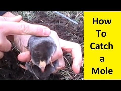 How To Catch a Mole Without Killing It 4