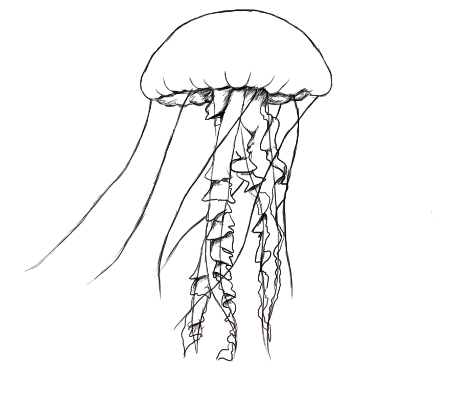 How To Draw A Jellyfish (6).jpg