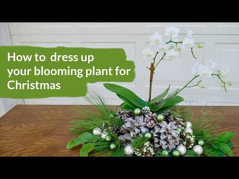 How To Dress Up Your Blooming Plant For Christmas &amp;amp; Turn It Into A Table Deocration