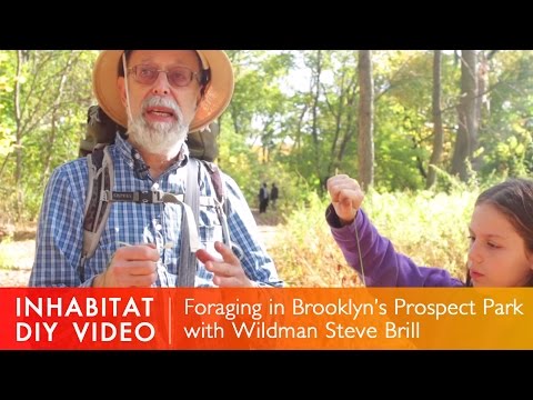 How To Forage In Your Local Park: Foraging With Wildman Steve Brill in Brooklyn