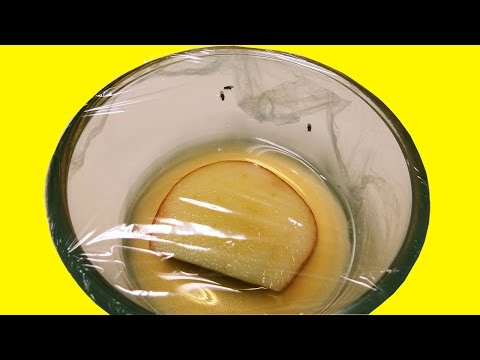 How To Get Rid of Fruit Flies