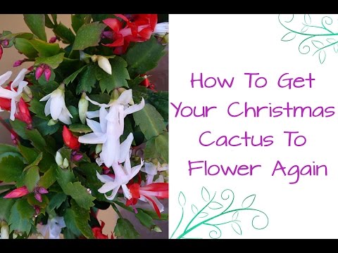 How To Get Your Christmas Cactus To Flower Again