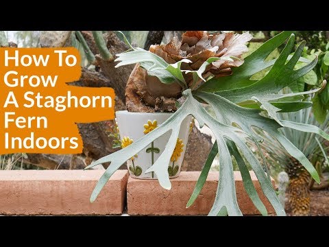 How To Grow A Staghorn Fern Indoors