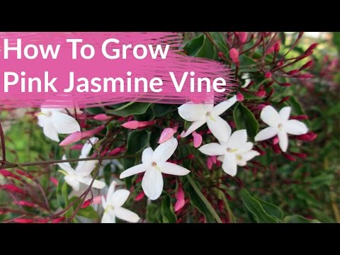 How To Grow Pink Jasmine Vine; Jasminum Polyanthum