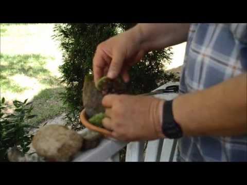 How To Make A Moss Garden with Wild Moss