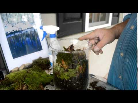 How To Make Miniature Rainforest Landscape