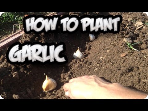 How To Plant Garlic || Ecologic || Toni's Organic Vegetable Garden