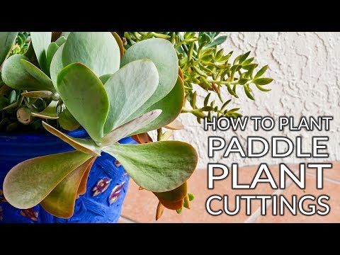 How To Plant Paddle Plant (Flapjacks Kalanchoe) Cuttings / Joy Us Garden