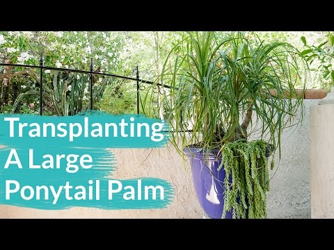 How To Transplant A Large Ponytail Palm