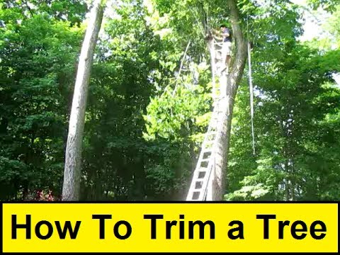 How To Trim a Tree