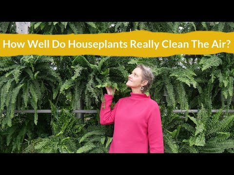 How Well Do Houseplants Really Clean &amp;amp; Purify The Air?