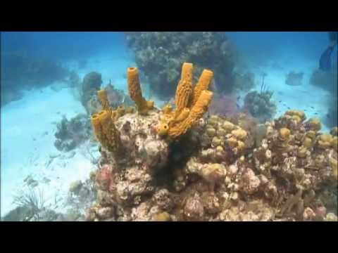 How to Conduct a Coral Reef Survey