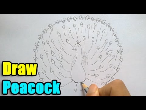 How to Draw a Peacock