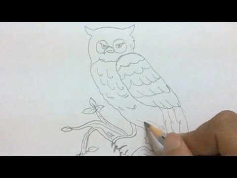 How to Draw an Owl for Halloween 2016