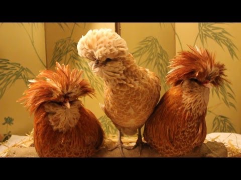 How to Eradicate Body Lice on Poultry using Essential Oils Part 1. Le pou blanc, traitment bio.