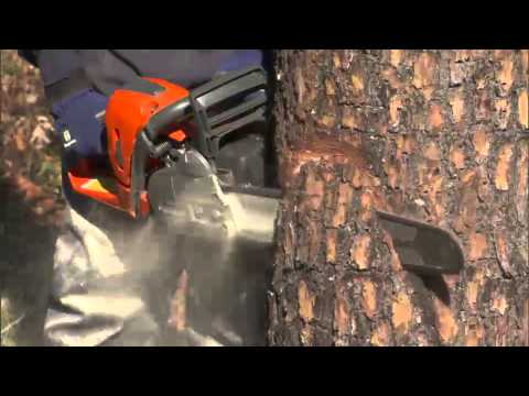 How to Fell or Cut Down a Tree Using a Chainsaw