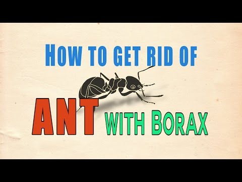 How to Get Rid of Ants Naturally | Using Borax and it works!