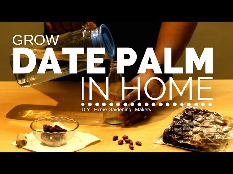 How to Grow Date Palm from Seed in Home, Gardening Sttuff