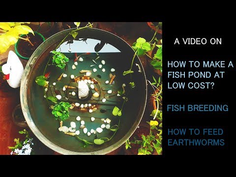 How to Make a Fish Pond at Low Cost | Earthworm Feeding | Fish Care