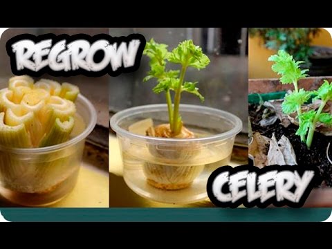 How to ReGrow Celery without Seeds || Toni's Organic Vegetable Garden