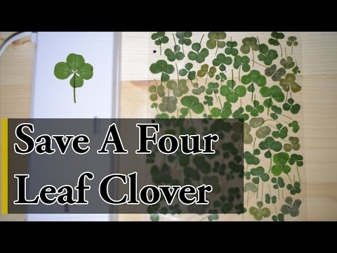 How to Save a Four Leaf Clover