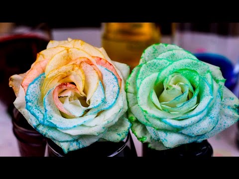 How to Tie Dye Flowers using Osmosis