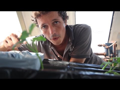 How to build a low-tech hydroponics system - DIY Tutorial