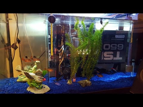 How to build an Oil Cooled Pc... With FISH!!