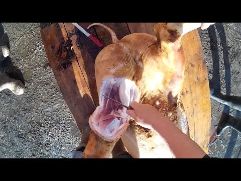 How to butcher a pig, step by step. First Person View FPV, SJCAM