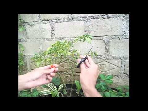 How to cut chilli correctly