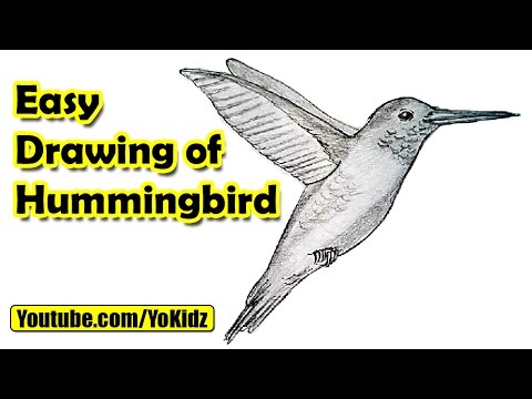 How to draw Hummingbird