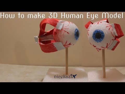 How to make 3D human eye model: Easy way