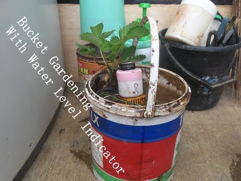 How to make Bucket Gardening With Water level Indicator