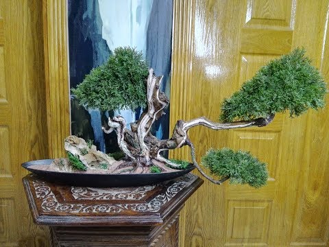 How to make juniper bonsai