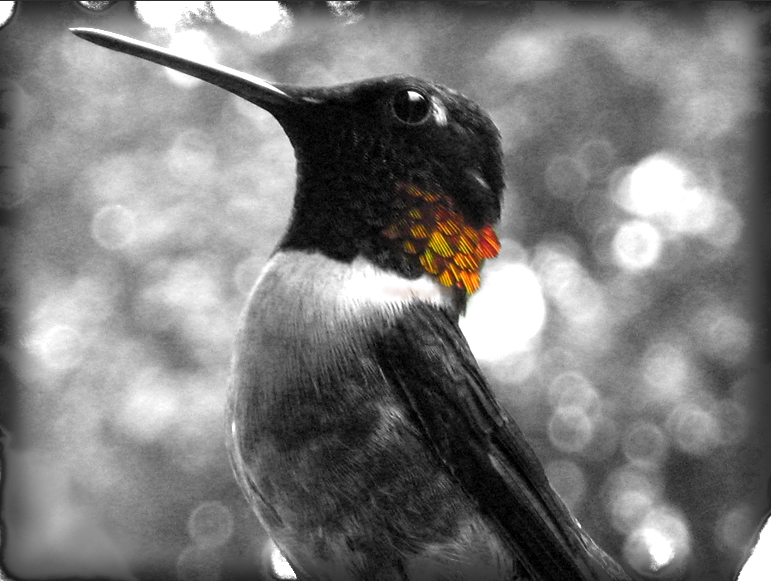 Humingbird Color Accent.jpg