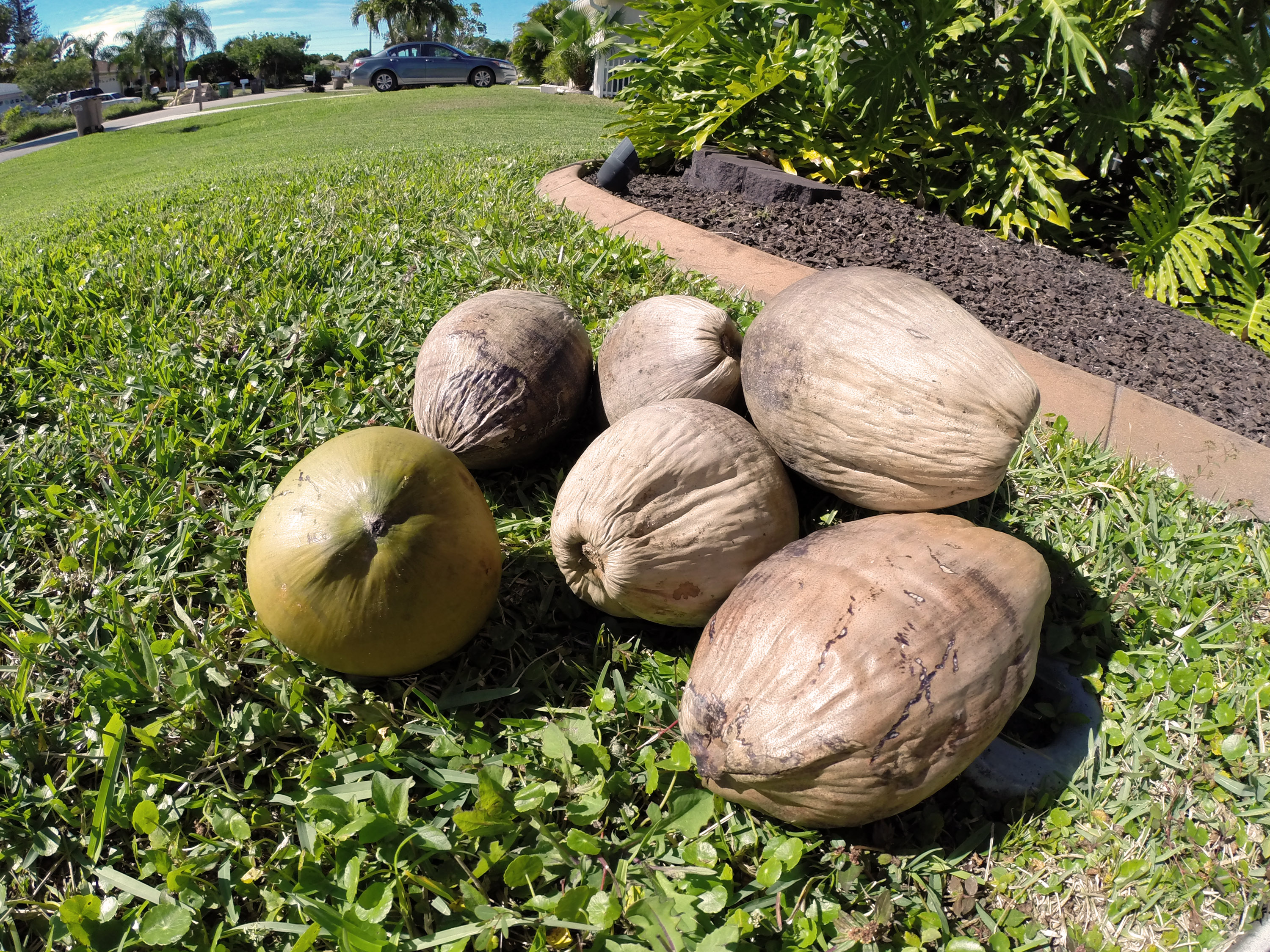 Husk-A-Coconut (with just a claw hammer) (1a).JPG