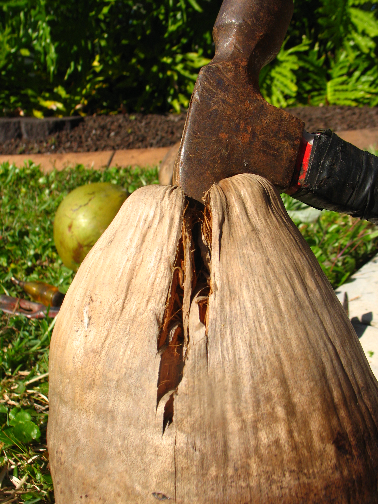 Husk-A-Coconut (with just a claw hammer) (3).JPG