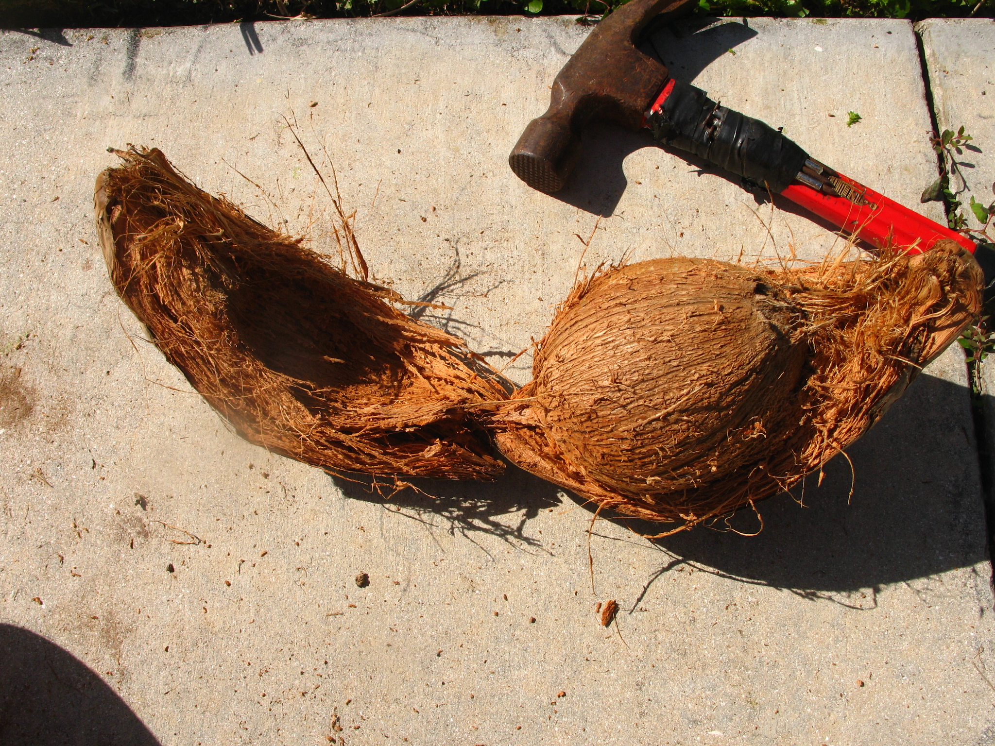 Husk-A-Coconut (with just a claw hammer) (7).JPG