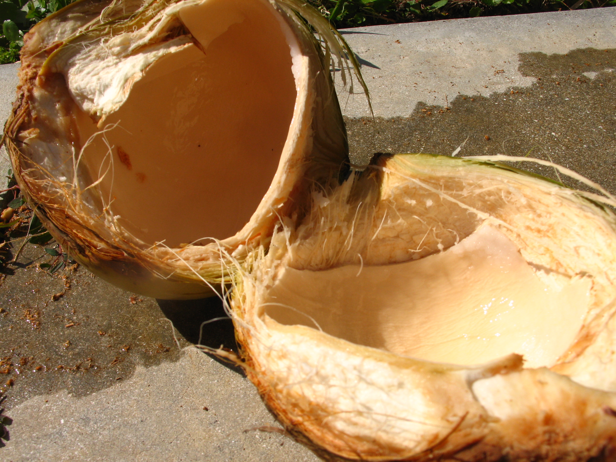 Husk-A-Coconut (with just a claw hammer) (8).JPG