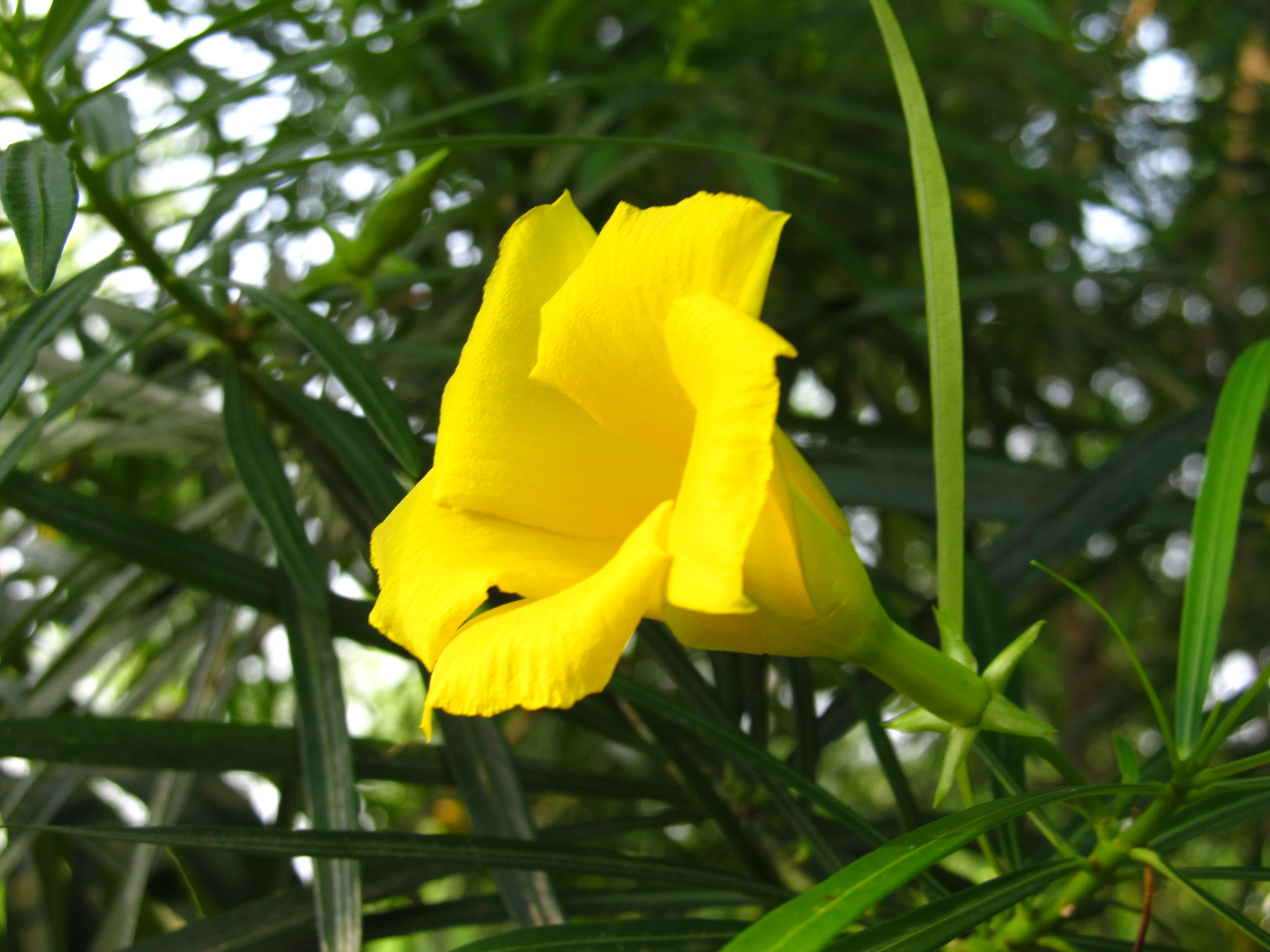 IMG_1786.JPG